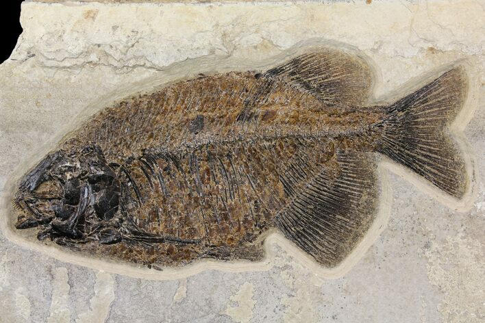 Fish Fossil (Phareodus) With Visible Teeth - Wyoming #158593